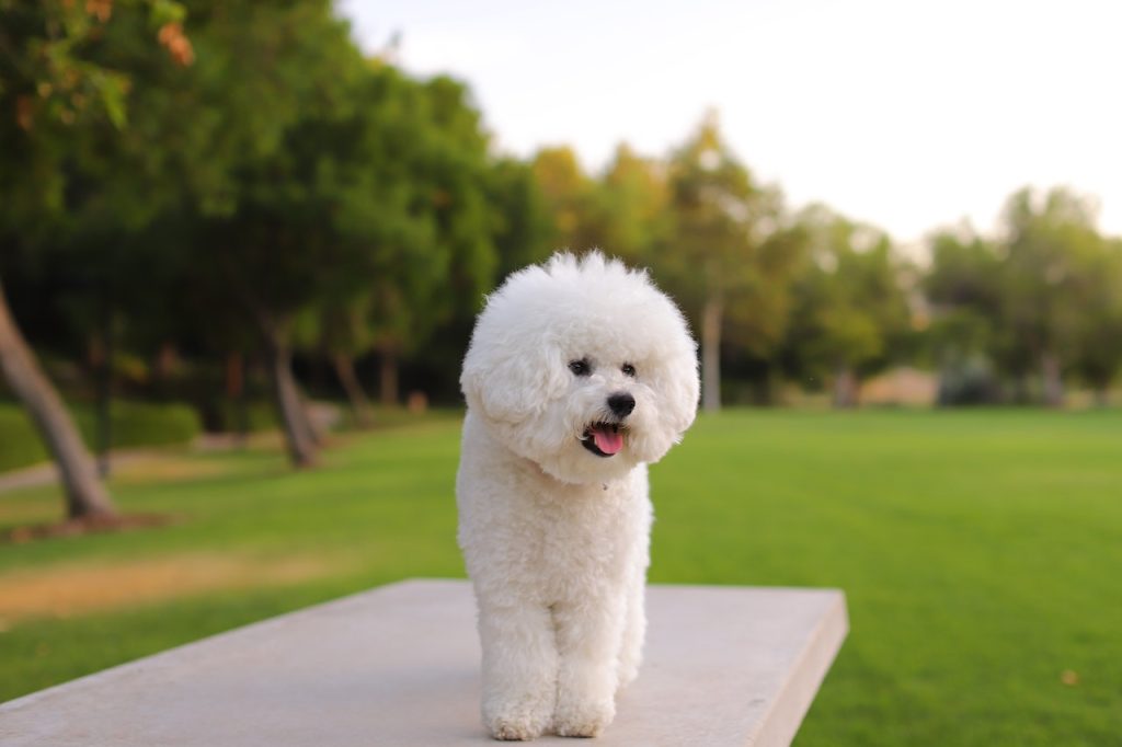 Bichon Frises